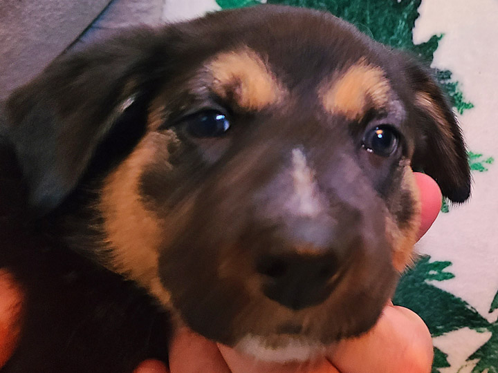 chinook puppy